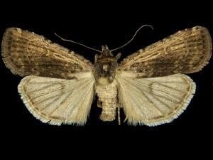 Abagrotis nanalis