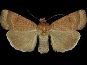 Abagrotis reedi