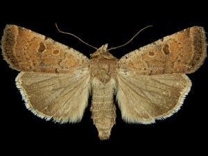 Abagrotis dodi