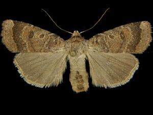 Abagrotis dickeli