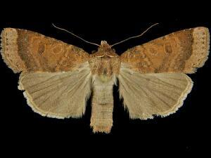 Abagrotis dickeli