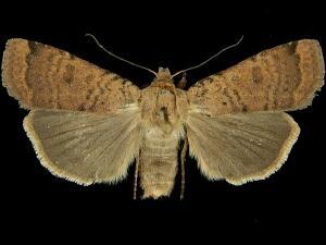 Abagrotis cupida