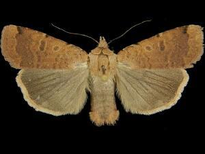 Abagrotis cupida