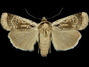 Parabagrotis formalis