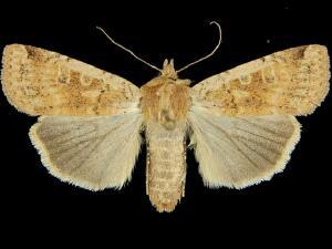 Parabagrotis cupidissima