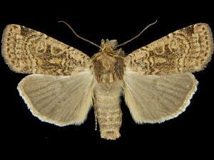 Parabagrotis cupidissima