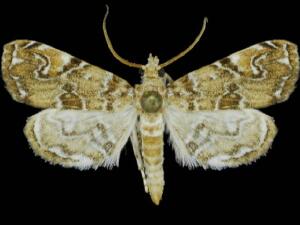 Elophila gyralis