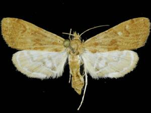 Elophila gyralis