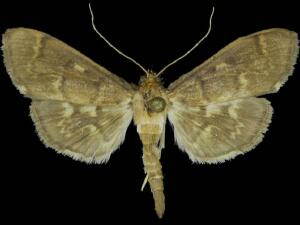 Herpetogramma aeglealis