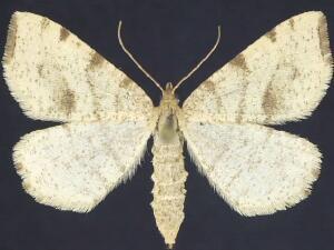 Macaria occiduaria