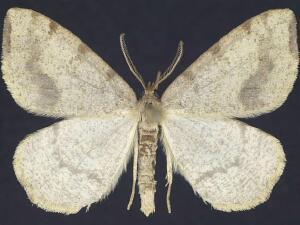 Macaria occiduaria