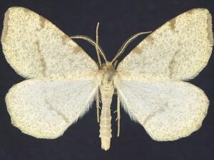 Macaria occiduaria