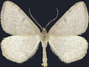 Macaria sulphurea