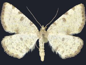 Macaria sulphurea