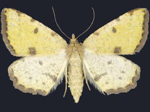 Macaria sulphurea