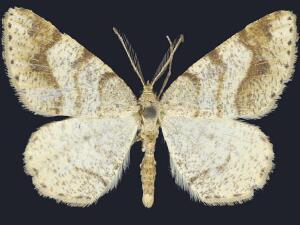 Macaria plumosata