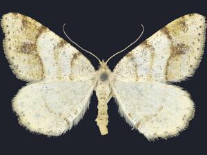 Macaria plumosata