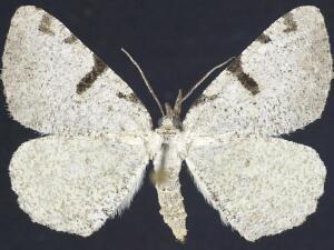 Macaria subcessaria