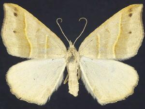 Macaria lorquinaria