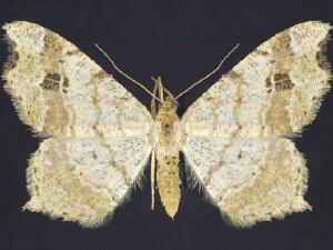 Macaria aemulataria