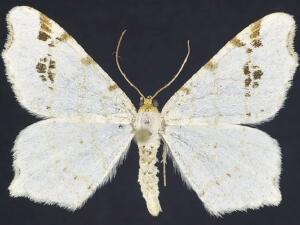 Macaria ulsterata