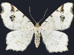 Macaria ulsterata