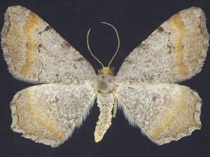 Macaria adonis