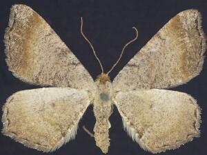 Macaria transitaria