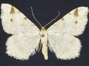 Macaria bisignata