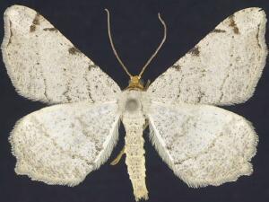 Macaria bisignata