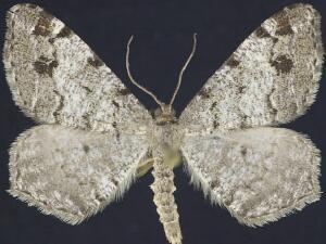 Macaria pinistrobata