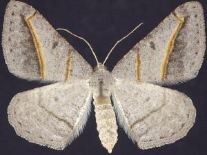 Digrammia mellistrigata