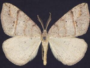 Drepanulatrix quadraria