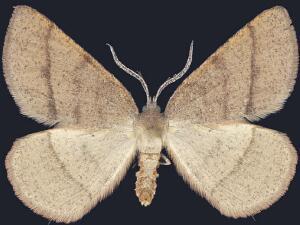 Erastria cruentaria