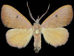 Cyclomia alternata