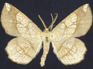 Euchlaena madusaria