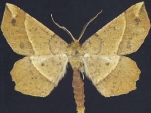 Euchlaena tigrinaria