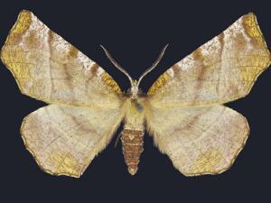 Selenia alciphearia