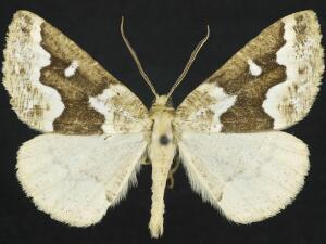 Caripeta divisata