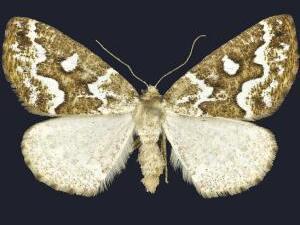 Caripeta divisata