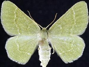 Mesothea incertata