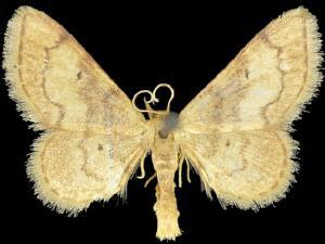 Idaea demissaria