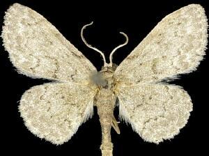 Idaea violacearia