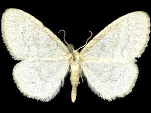 Idaea rotundopennata