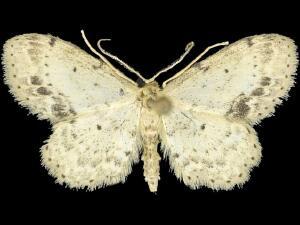 Idaea dimidiata