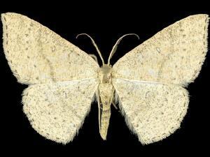 Cyclophora dataria