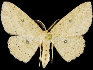 Cyclophora benjamini