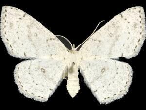 Cyclophora pendulinaria