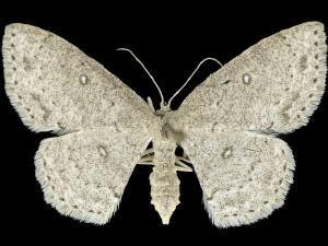 Cyclophora pendulinaria