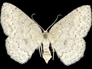 Cyclophora pendulinaria